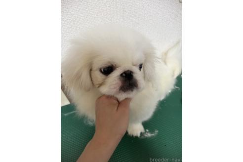 成約済の大阪府のペキニーズ-376273の2枚目