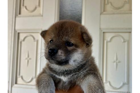 販売中の愛媛県の柴犬-396619の5枚目