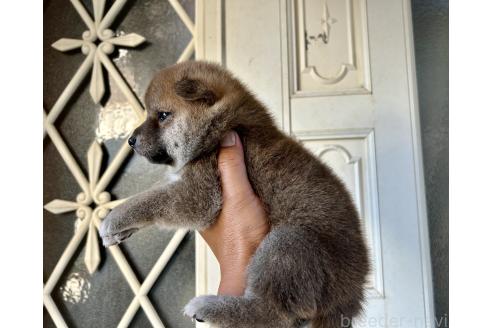 販売中の愛媛県の柴犬-396619の4枚目