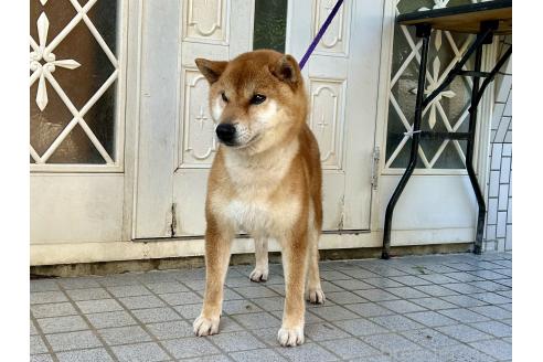 販売中の愛媛県の柴犬-396619の3枚目