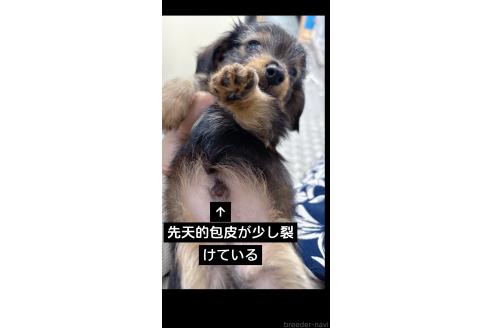 販売中の愛知県のチワックス:チワワ×ミニチュアダックスフンド-396621の5枚目