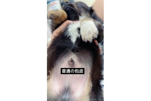 販売中の愛知県のチワックス:チワワ×ミニチュアダックスフンド-396621の4枚目