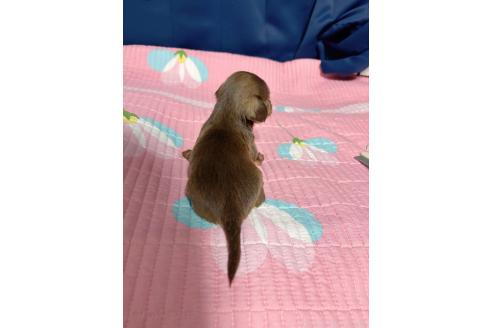 販売中の愛知県のチワックス:チワワ×ミニチュアダックスフンド-396623の3枚目