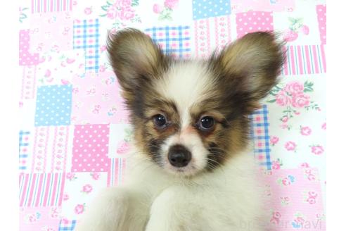 販売中の千葉県のパピヨン-388185の6枚目