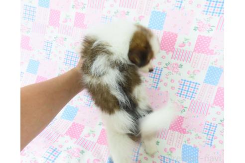 販売中の千葉県のパピヨン-388186の7枚目