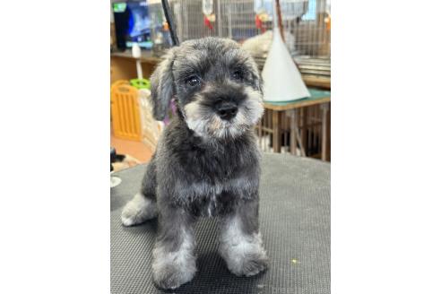 販売中の栃木県のミニチュアシュナウザー-388390の5枚目