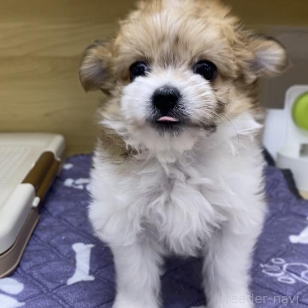販売中の東京都のミックス犬-392354