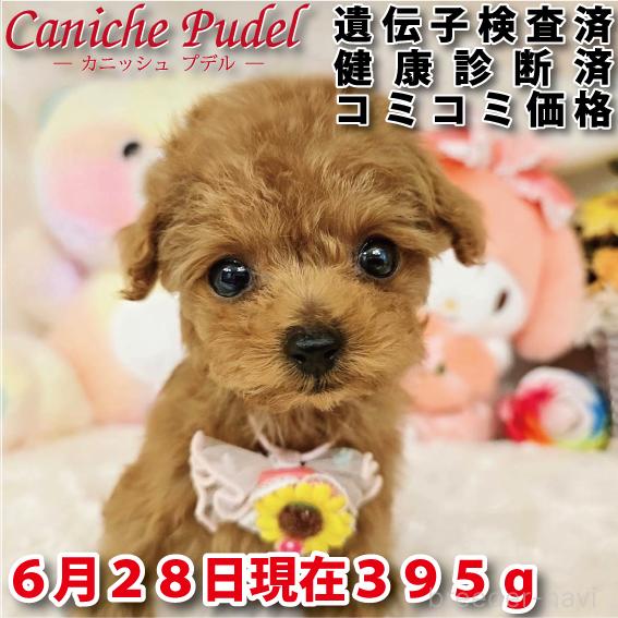 販売中の岐阜県のティーカッププードル-392232