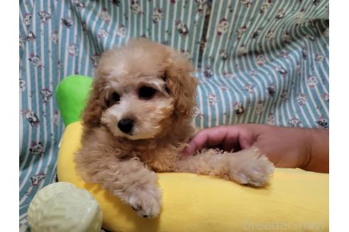 販売中の福岡県のタイニープードル-396630の3枚目