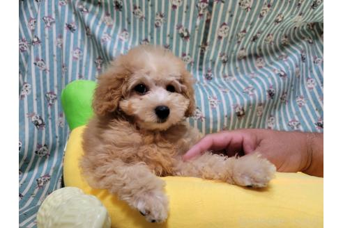 販売中の福岡県のタイニープードル-396630の2枚目