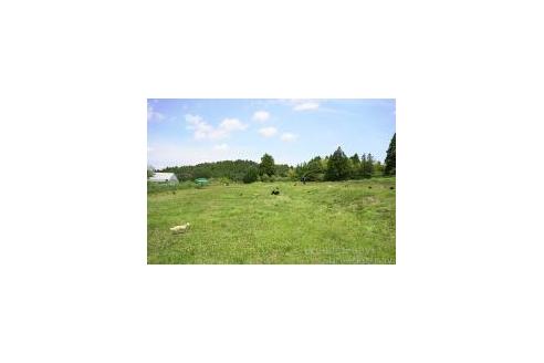 販売中の栃木県のトイプードル-394372の3枚目