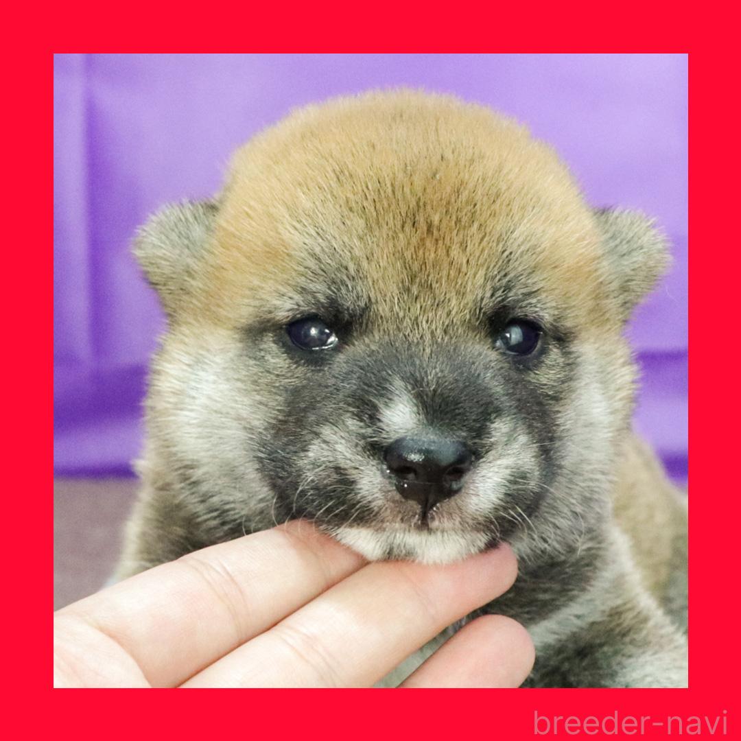 販売中の愛知県の柴犬-396633の1枚目