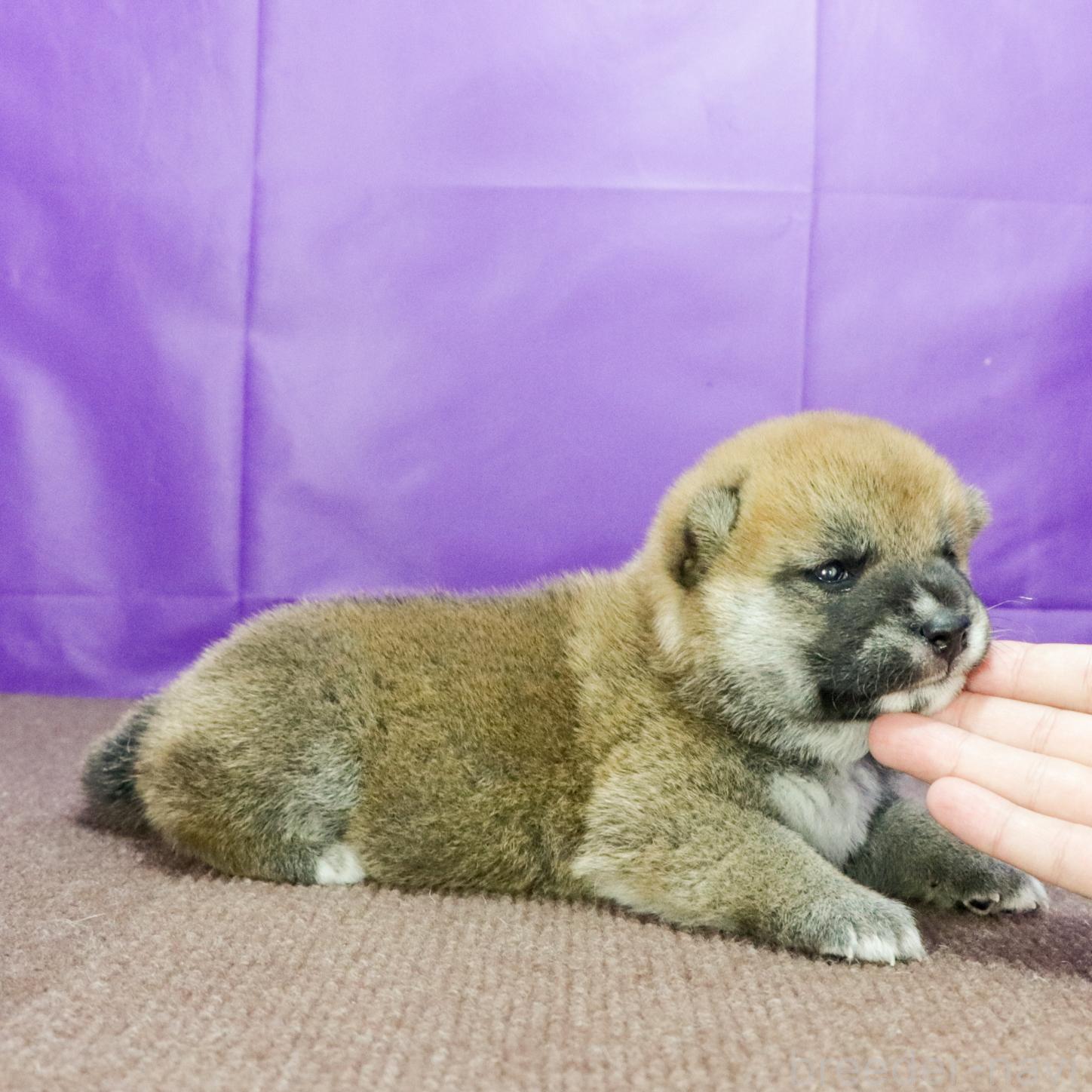 販売中の愛知県の柴犬-396633の3枚目