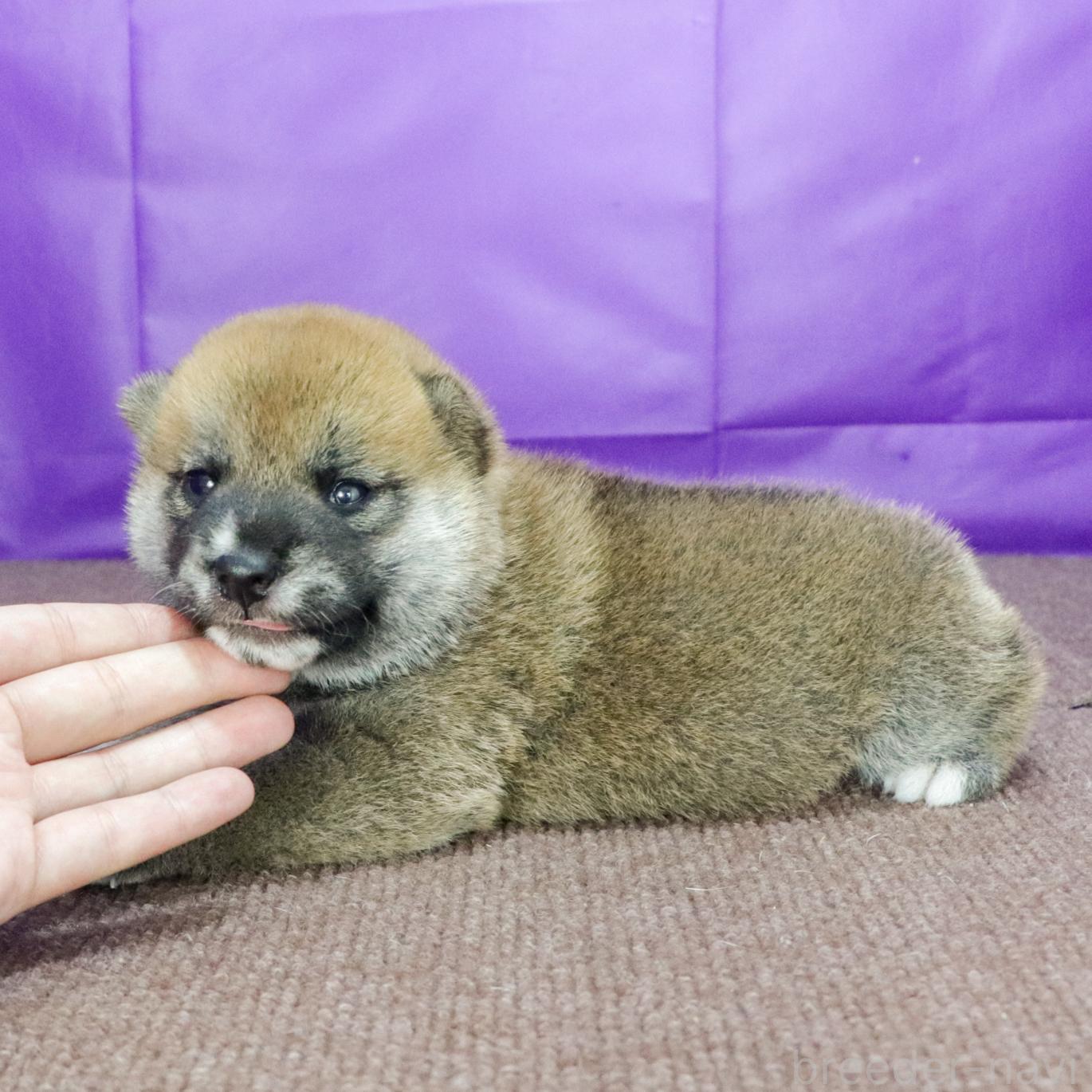 販売中の愛知県の柴犬-396633の2枚目