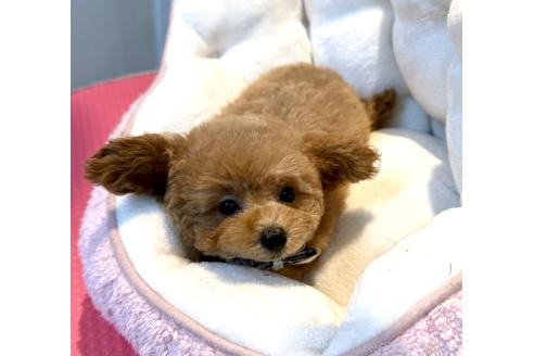 販売中の埼玉県のタイニープードル-390577の9枚目