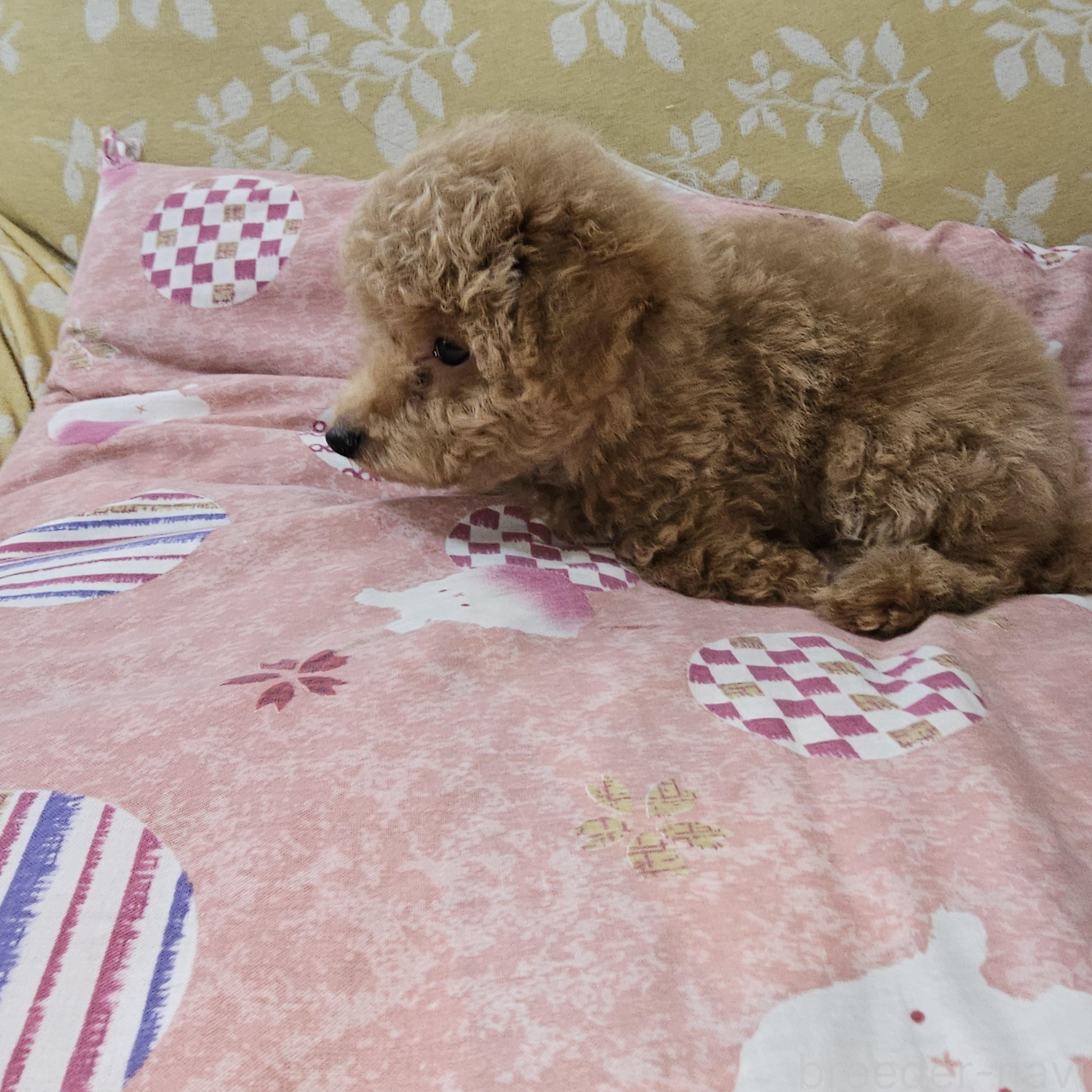 販売中の埼玉県のタイニープードル-396474の10枚目