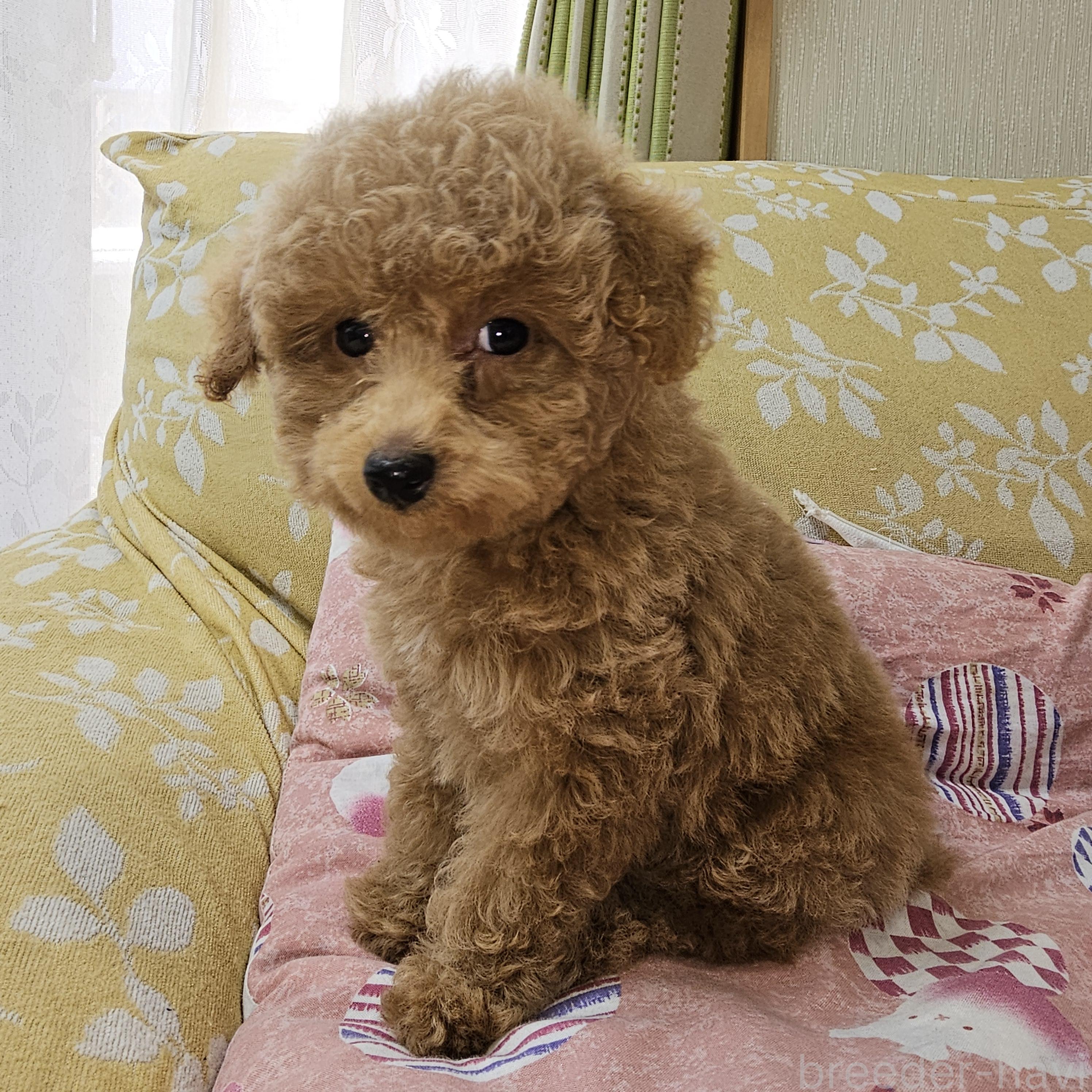 販売中の埼玉県のタイニープードル-396474の9枚目