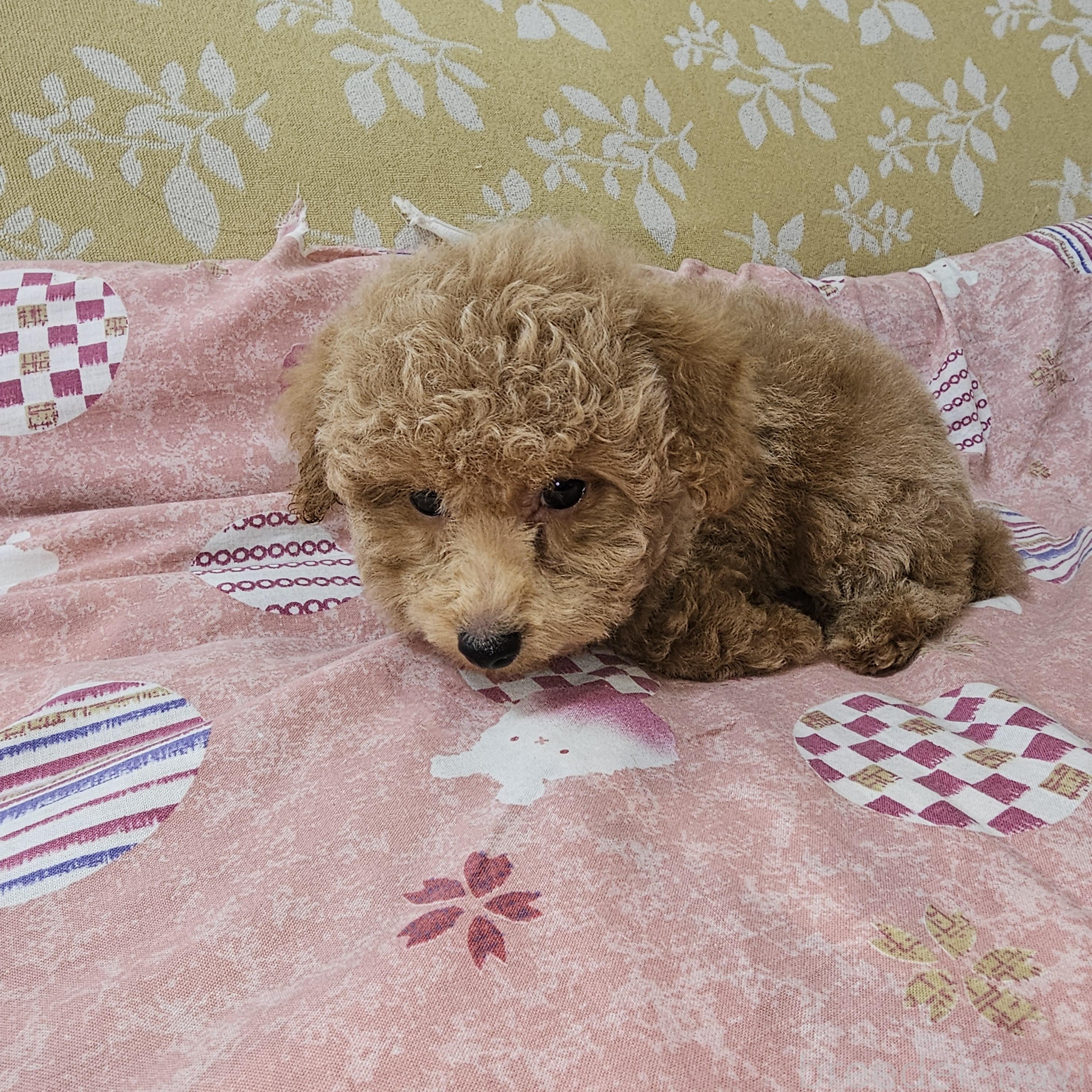 販売中の埼玉県のタイニープードル-396474の8枚目