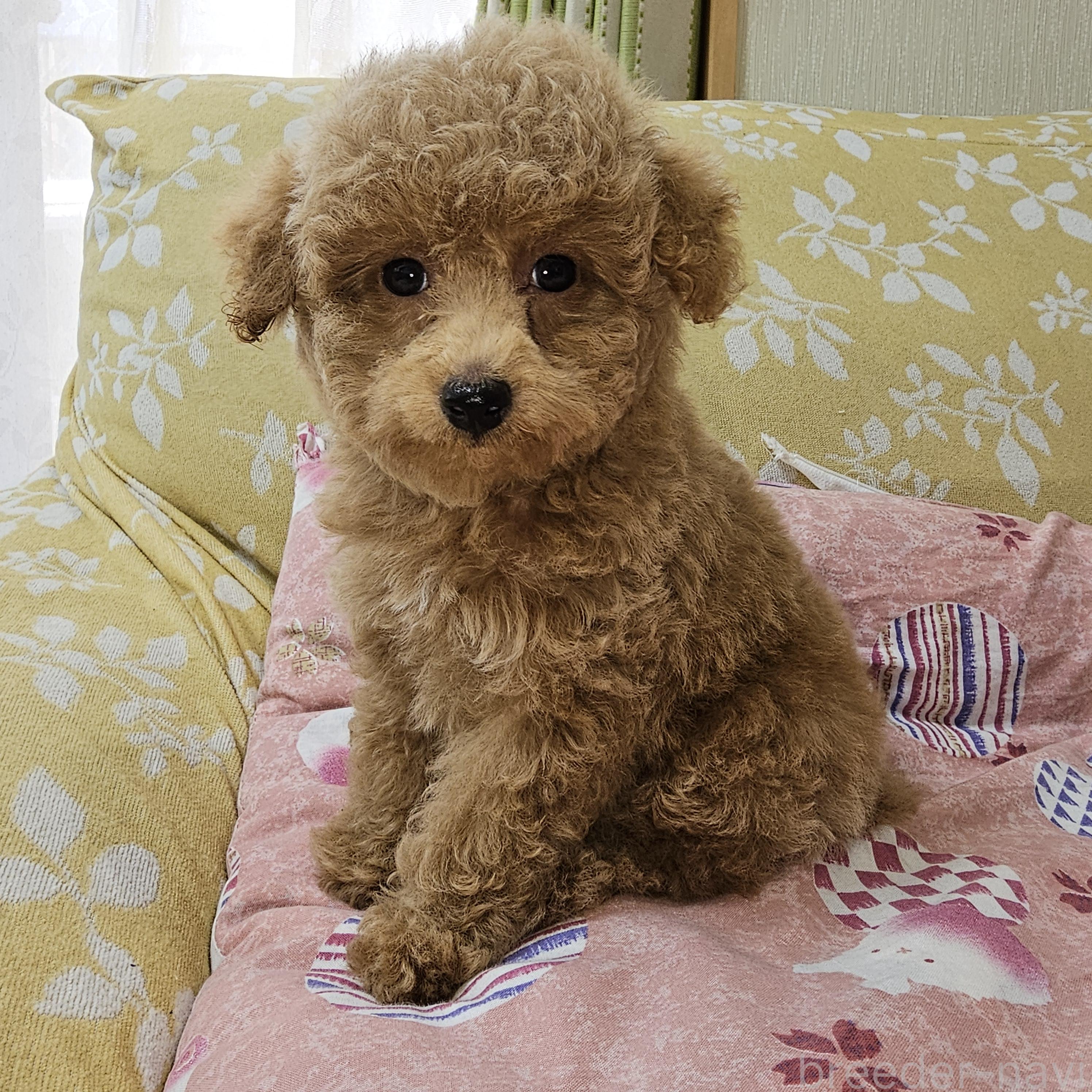 販売中の埼玉県のタイニープードル-396474の7枚目