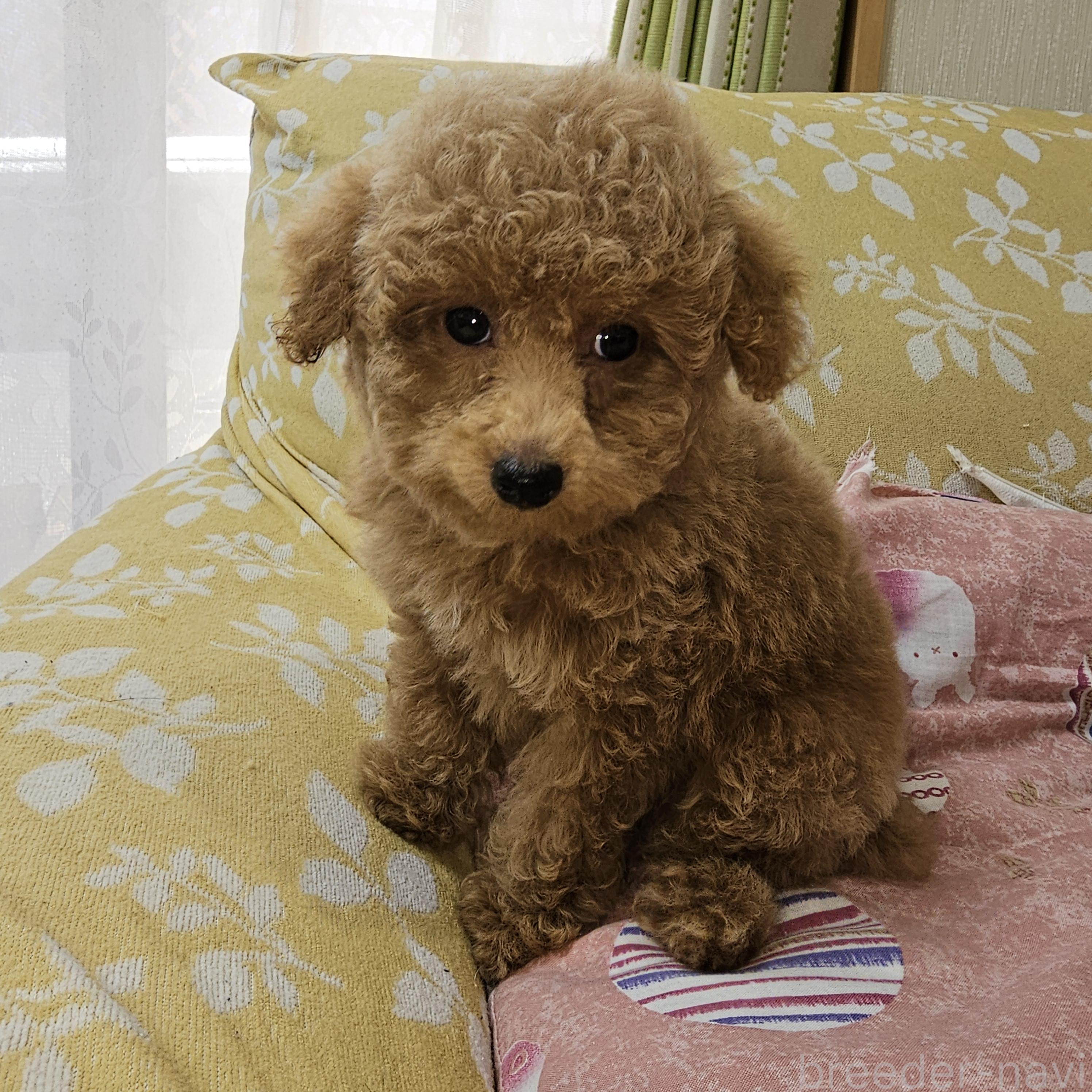 販売中の埼玉県のタイニープードル-396474の6枚目