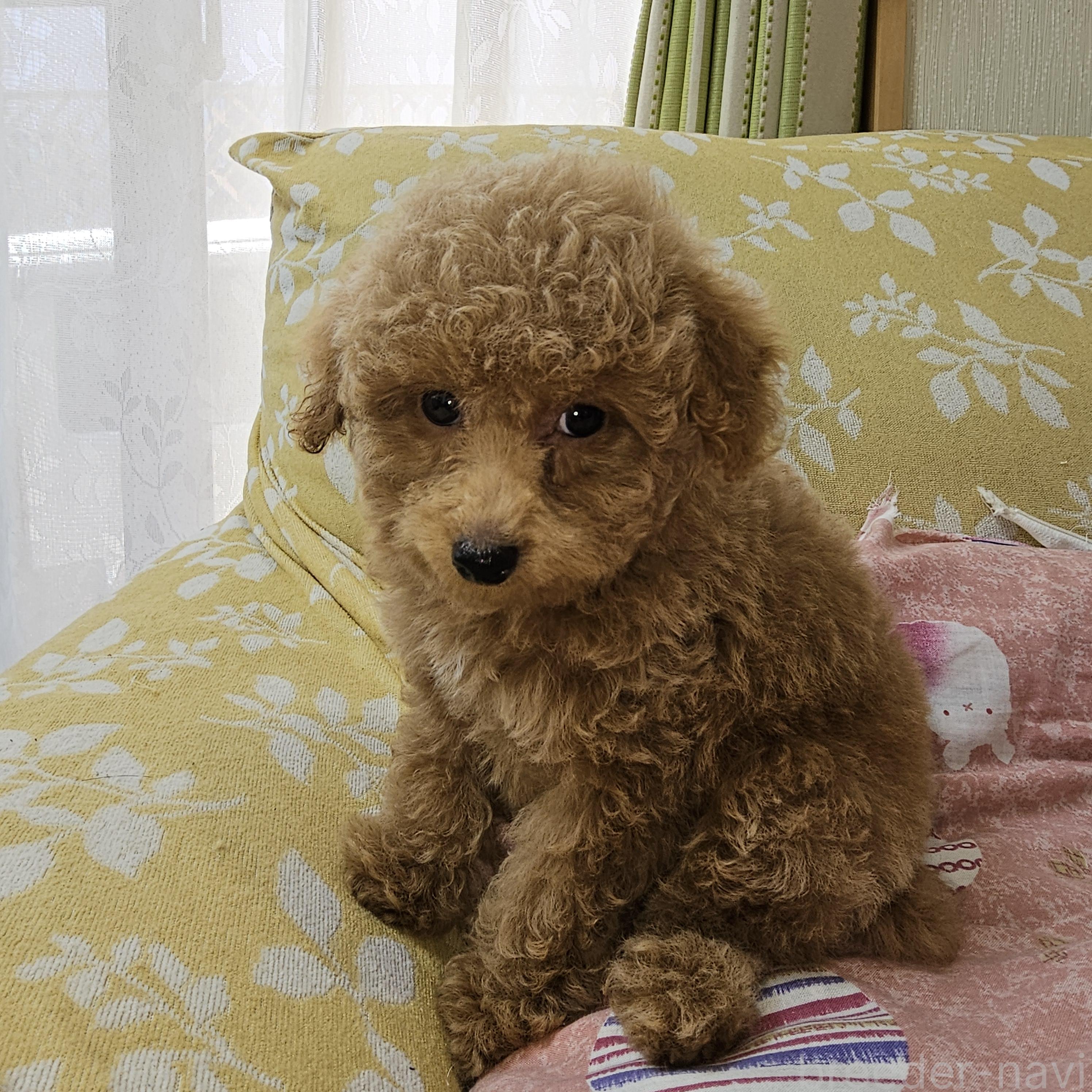 販売中の埼玉県のタイニープードル-396474の5枚目