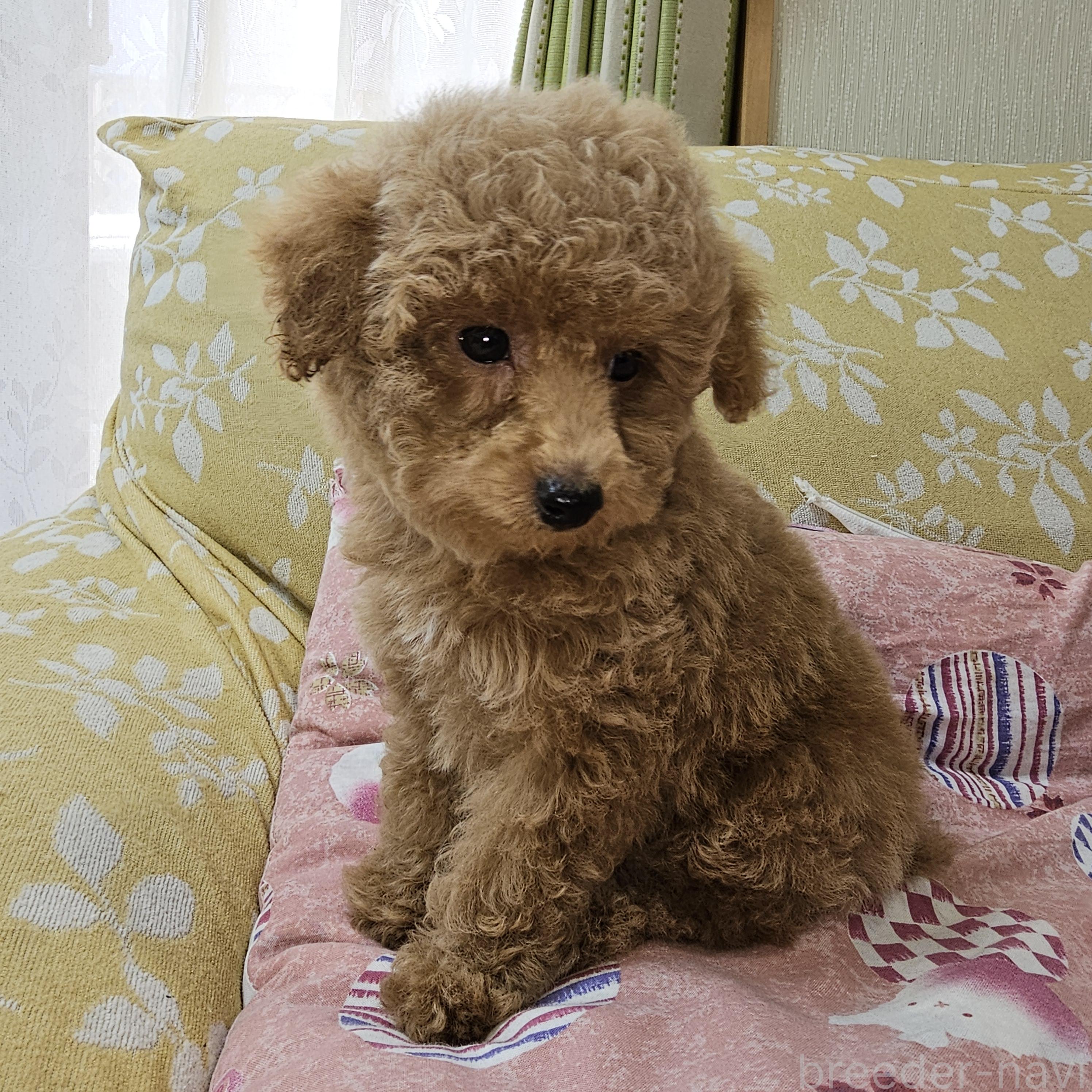 販売中の埼玉県のタイニープードル-396474の4枚目