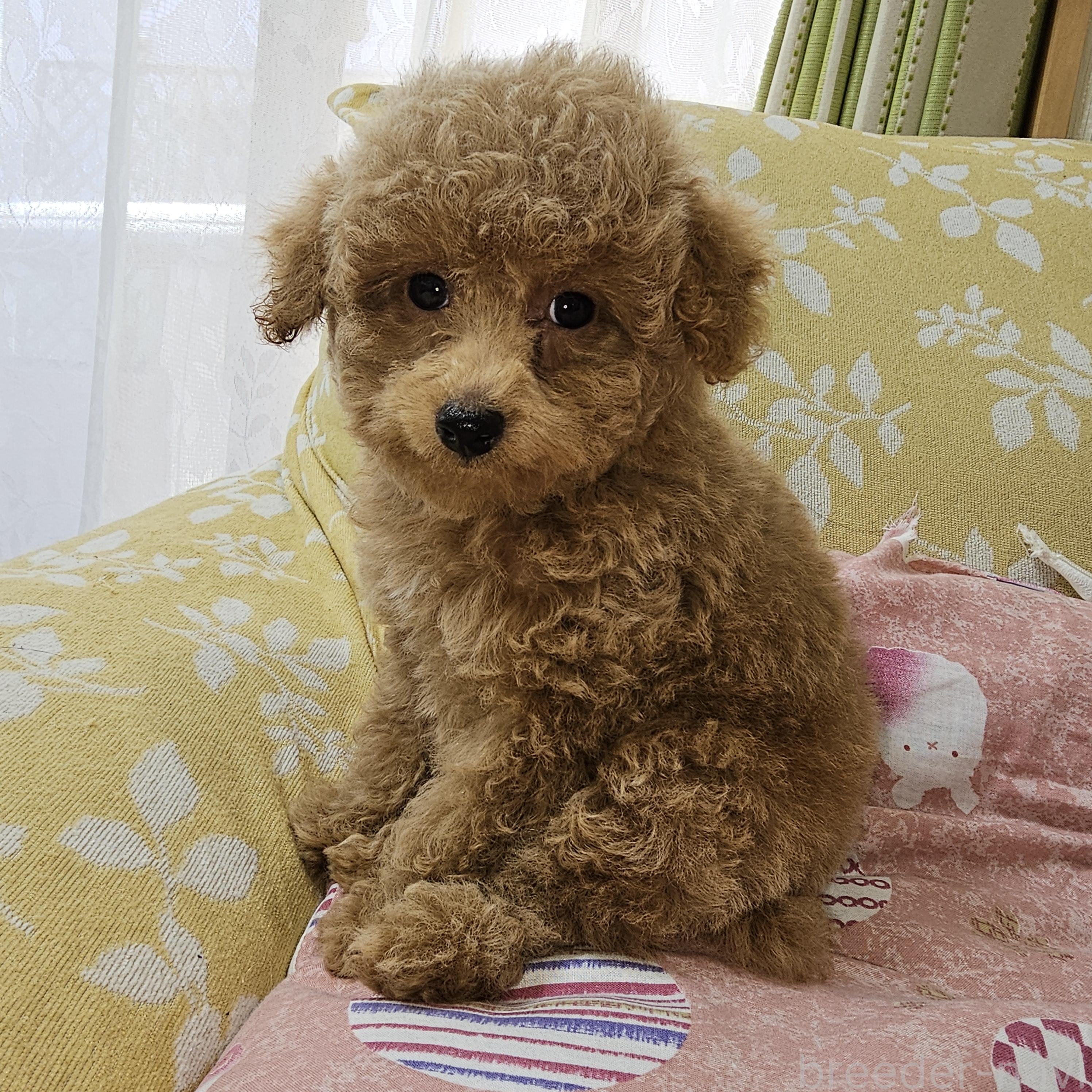 販売中の埼玉県のタイニープードル-396474の3枚目