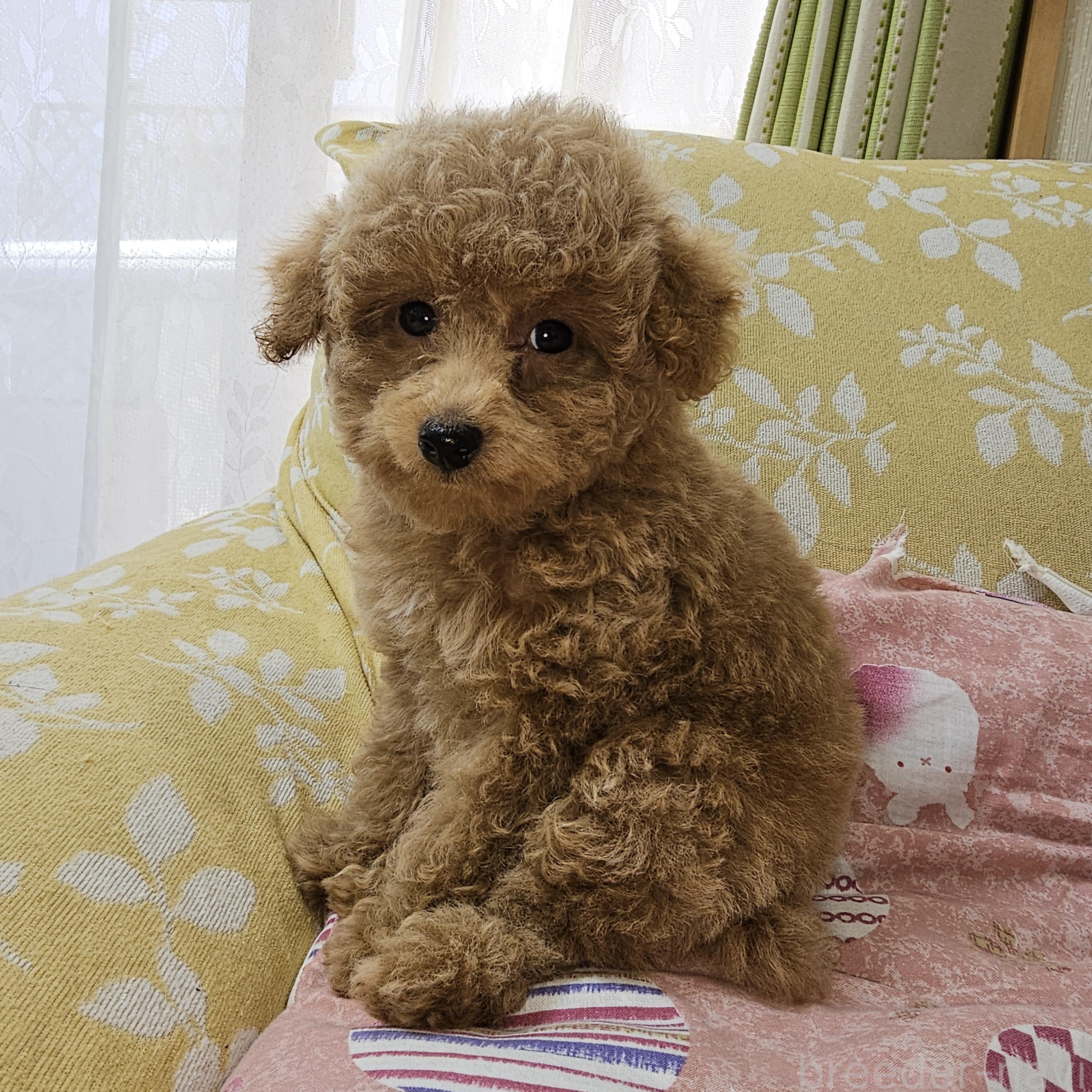 販売中の埼玉県のタイニープードル-396474の2枚目