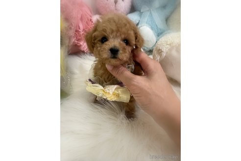 販売中の香川県のティーカッププードル-396504の2枚目