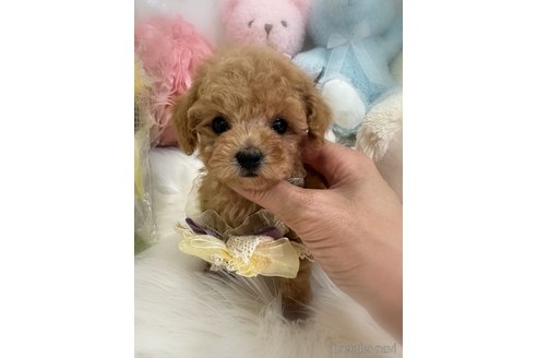販売中の香川県のティーカッププードル-396504の5枚目