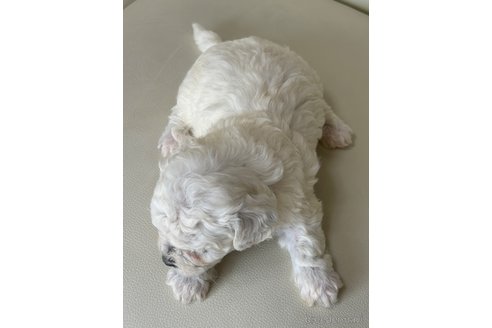 販売中の滋賀県のビションフリーゼ-396511の4枚目