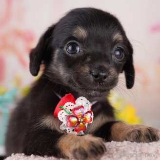 販売中の東京都のミックス犬-397857