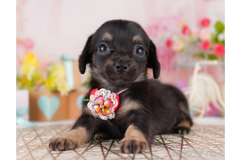 販売中の東京都のミックス犬-397857の5枚目