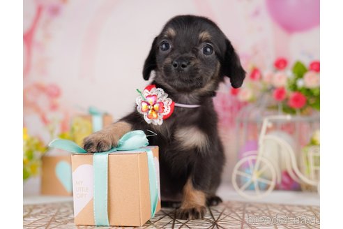 販売中の東京都のミックス犬-397857の6枚目