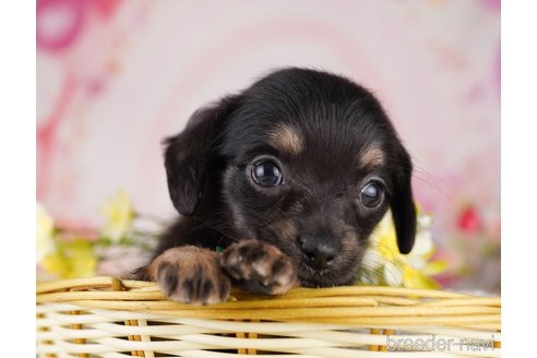 販売中の東京都のミックス犬-397857の7枚目