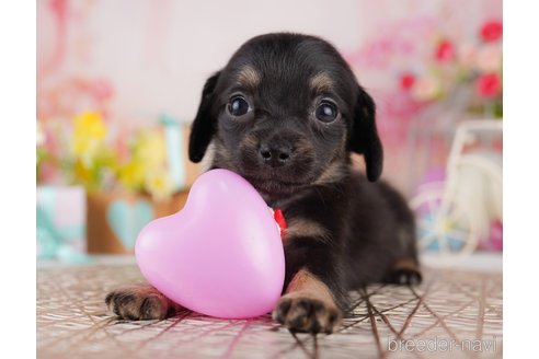 販売中の東京都のミックス犬-397857の8枚目