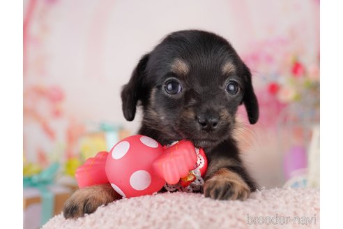 販売中の東京都のミックス犬-397857の9枚目