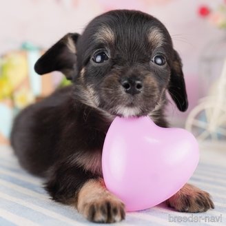 販売中の東京都のミックス犬-397858の1枚目