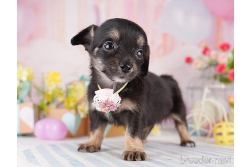 販売中の東京都のミックス犬-397858の8枚目