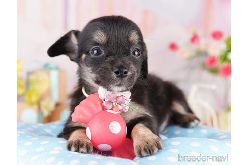 販売中の東京都のミックス犬-397858の9枚目