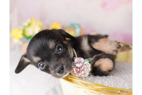 販売中の東京都のミックス犬-397858の5枚目