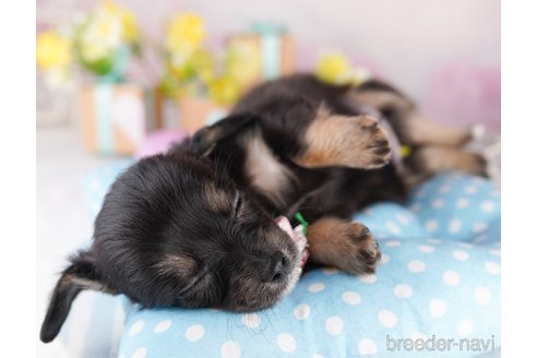販売中の東京都のミックス犬-397858の6枚目