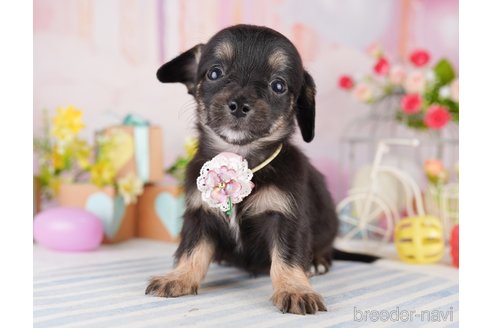 販売中の東京都のミックス犬-397858の7枚目