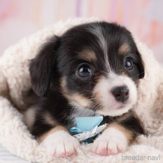 販売中の東京都のミックス犬-397860の1枚目