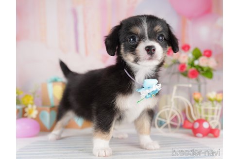 販売中の東京都のミックス犬-397860の9枚目