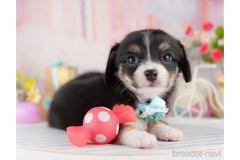 販売中の東京都のミックス犬-397860の5枚目
