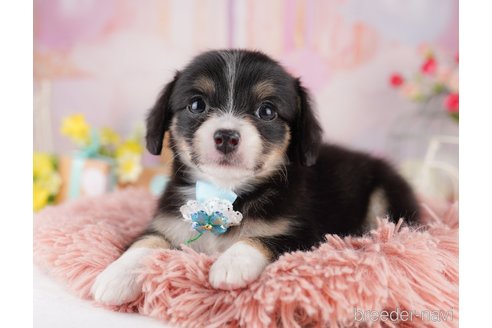 販売中の東京都のミックス犬-397860の6枚目
