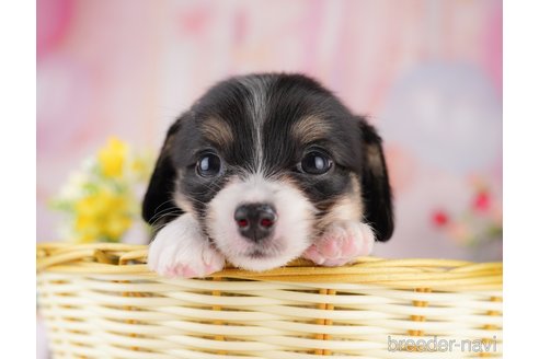 販売中の東京都のミックス犬-397860の7枚目