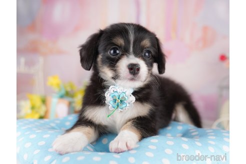 販売中の東京都のミックス犬-397860の8枚目