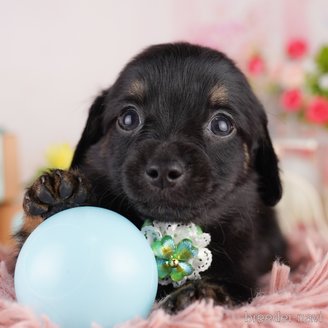 販売中の東京都のミックス犬-397861